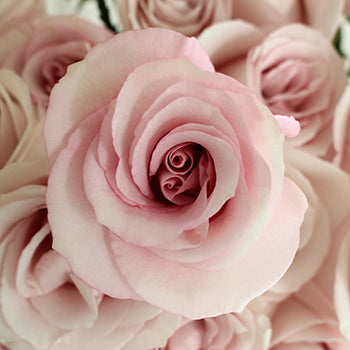 Secret Blush Garden Rose Bunch Close up