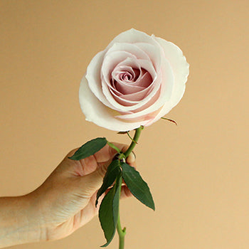 Secret Blush Garden Rose Stem
