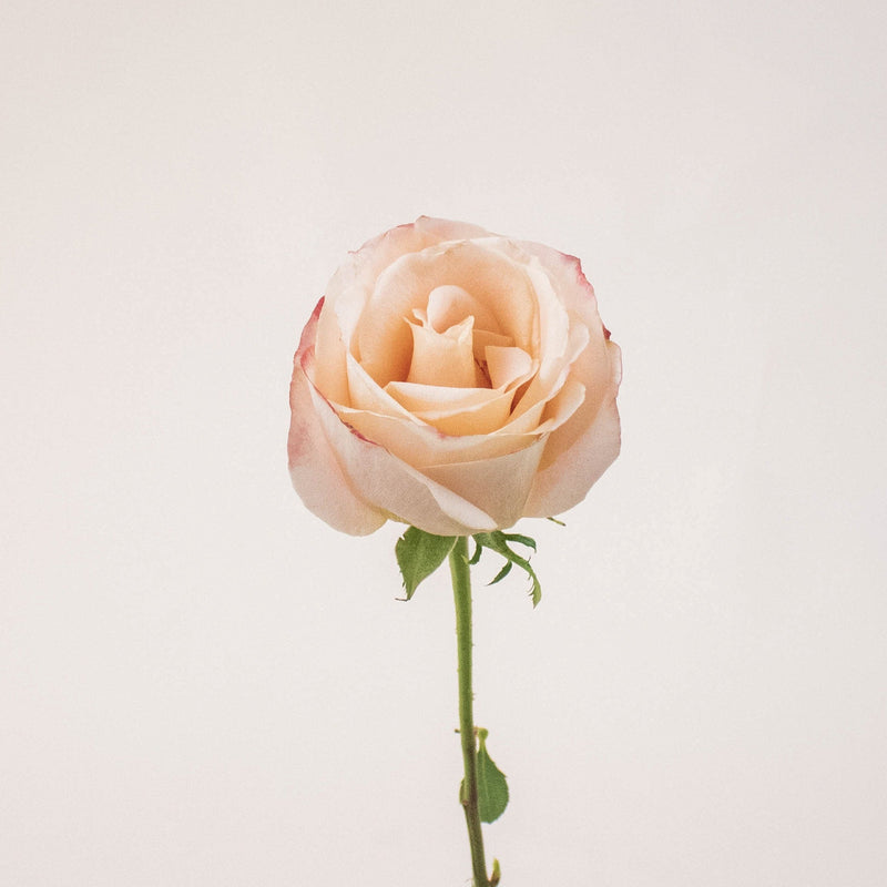 Sevilla Peach Rose Stem