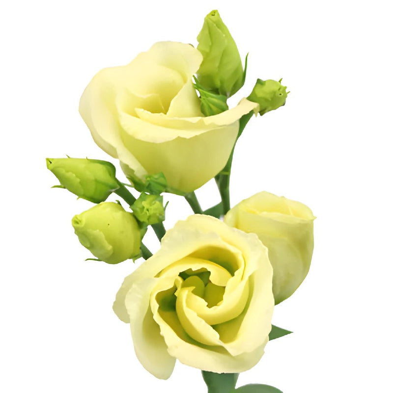 Single Piccolo Yellow Lisianthus Wholesale Flower Bloom