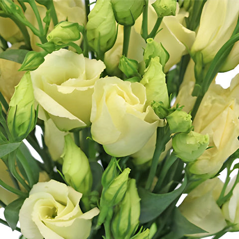 Single Piccolo Yellow Lisianthus Wholesale Flower Upclose