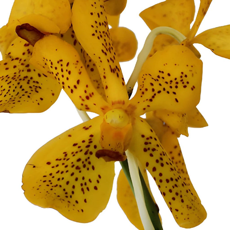 Speckled Sunrise Mokara Orchids