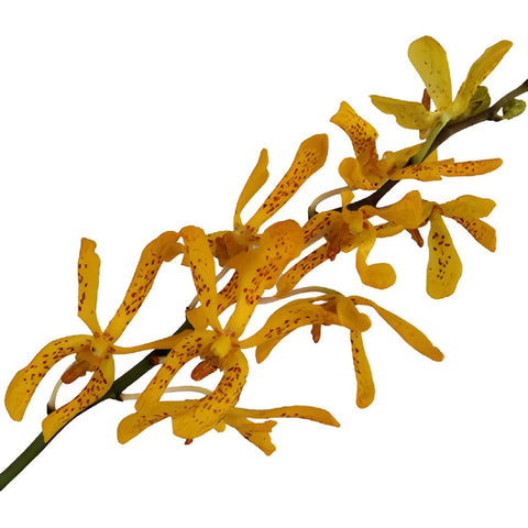 Speckled Sunset Mokara Orchid