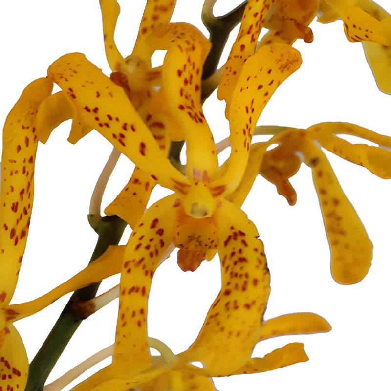 Speckled Sunset Mokara Orchid