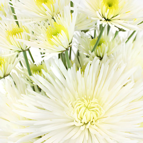 Wicked White Wedding Flower Pack