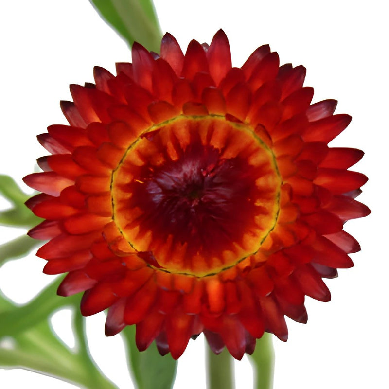 Wholesale Burgundy Red Straw Flower