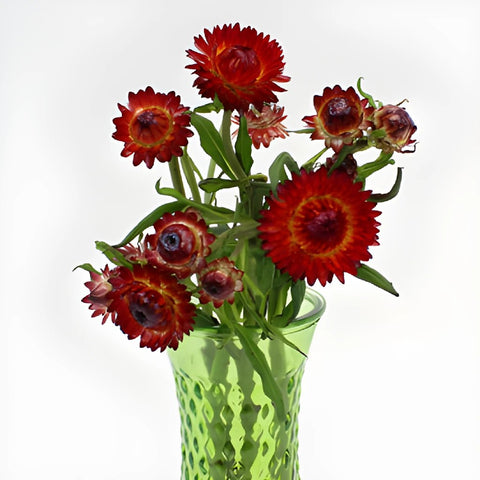 Wholesale Burgundy Red Straw Flower