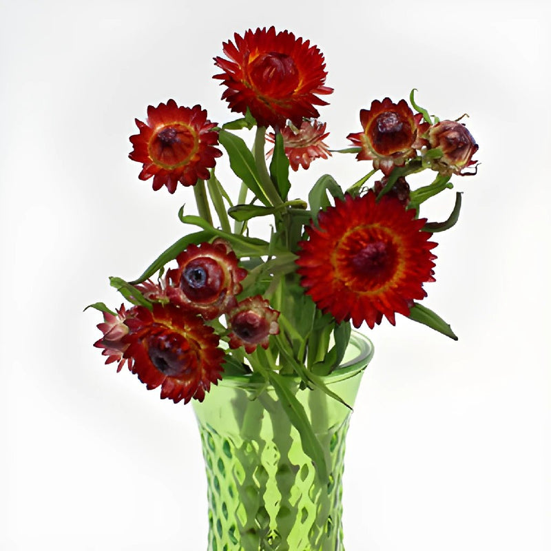 Wholesale Burgundy Red Straw Flower