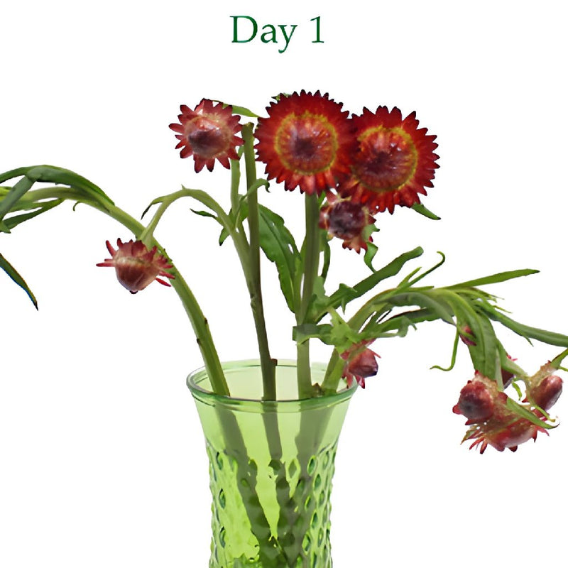 Wholesale Burgundy Red Straw Flower