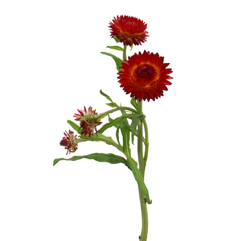 Wholesale Burgundy Red Straw Flower