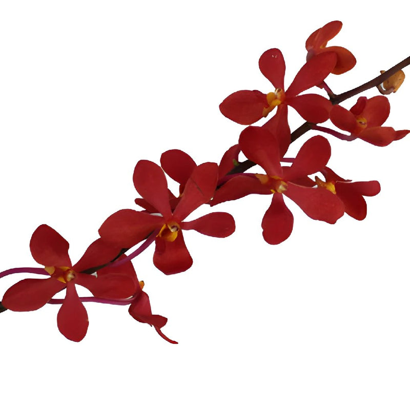 Sunset Rust Mokara Orchid