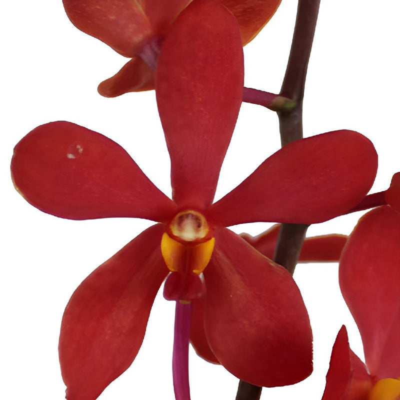 Sunset Rust Mokara Orchid