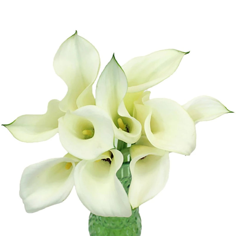 Ivory Mini Calla Lilies