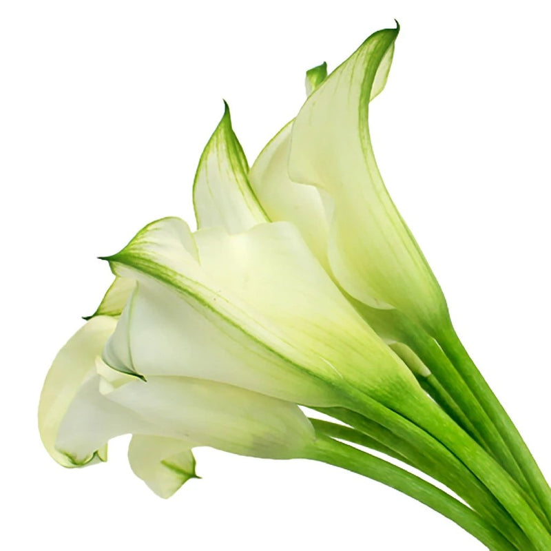 Ivory Mini Calla Lilies