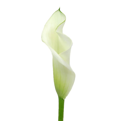 Ivory Mini Calla Lilies