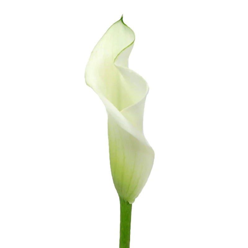 Ivory Mini Calla Lilies
