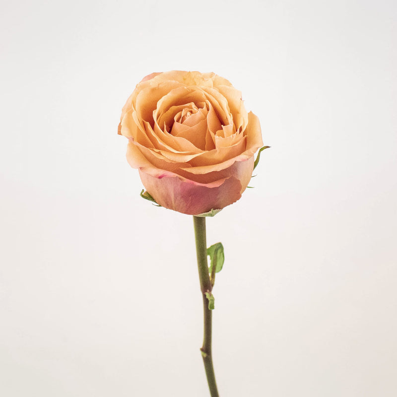 Taxo Orange Rose Stem