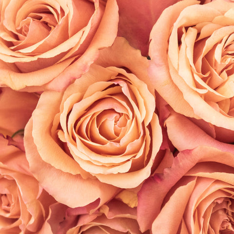 Taxo Orange Roses Up Close