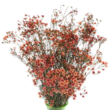 Spanish Orange Enhanced Wax Flowers May 16th to November 30th Delivery