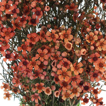 Spanish Orange Enhanced Wax Flowers May 16th to November 30th Delivery