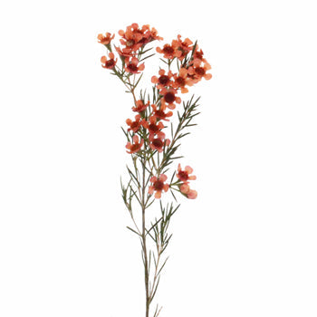 Spanish Orange Enhanced Wax Flowers May 16th to November 30th Delivery