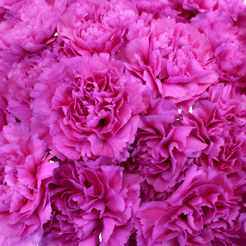 Tiepolo Fuchsia Wholesale Carnations Up close