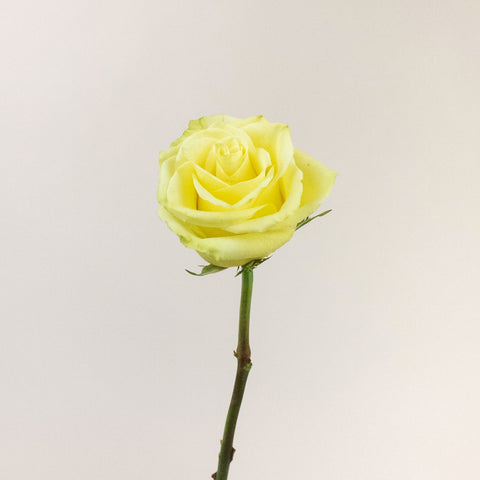 Totem Green Rose Stem