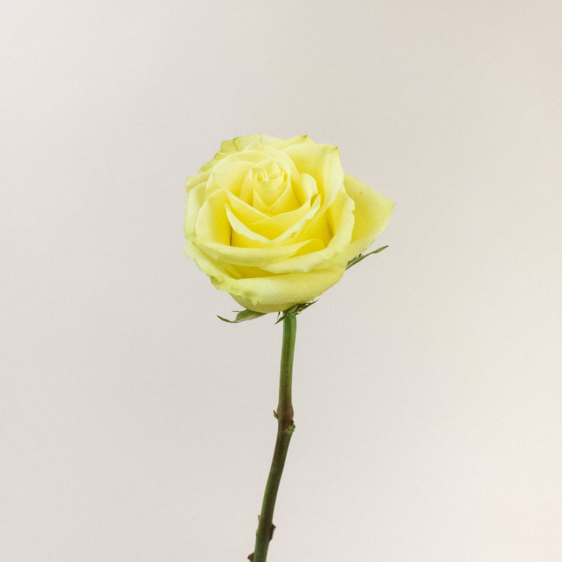 Totem Green Rose Stem