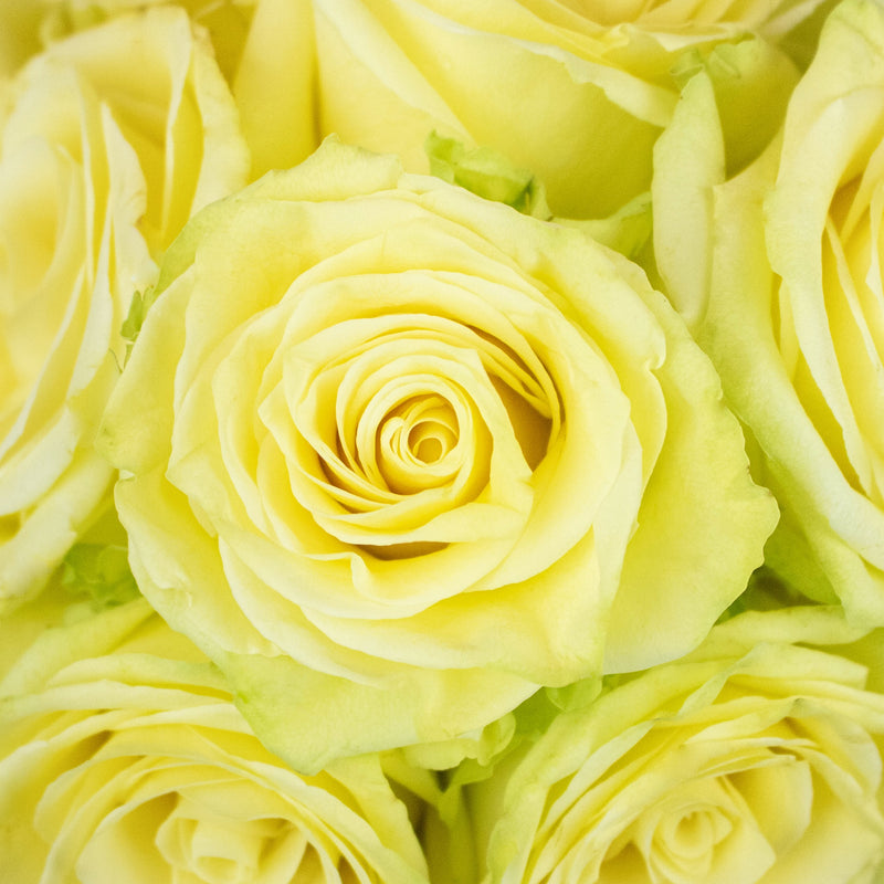 Totem Green Roses Up Close