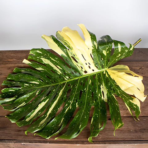 Monstera Leaves Tropical Greenery Medium