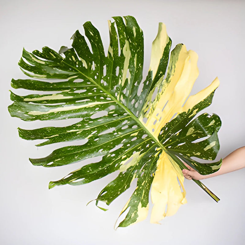 Monstera Leaves Tropical Greenery Large