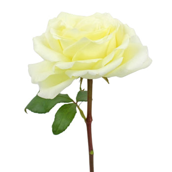 Vitality Ivory Garden Rose Stem