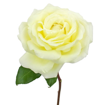 Vitality Ivory Garden Rose Side Stem View