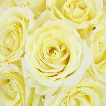 Vitality Ivory Garden Roses up close