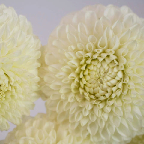 White Ball Dahlia Flower Up Close