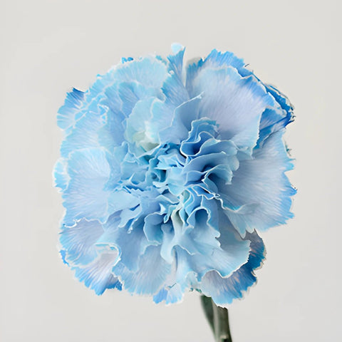 White Blue Tinted Elite Carnations side stem
