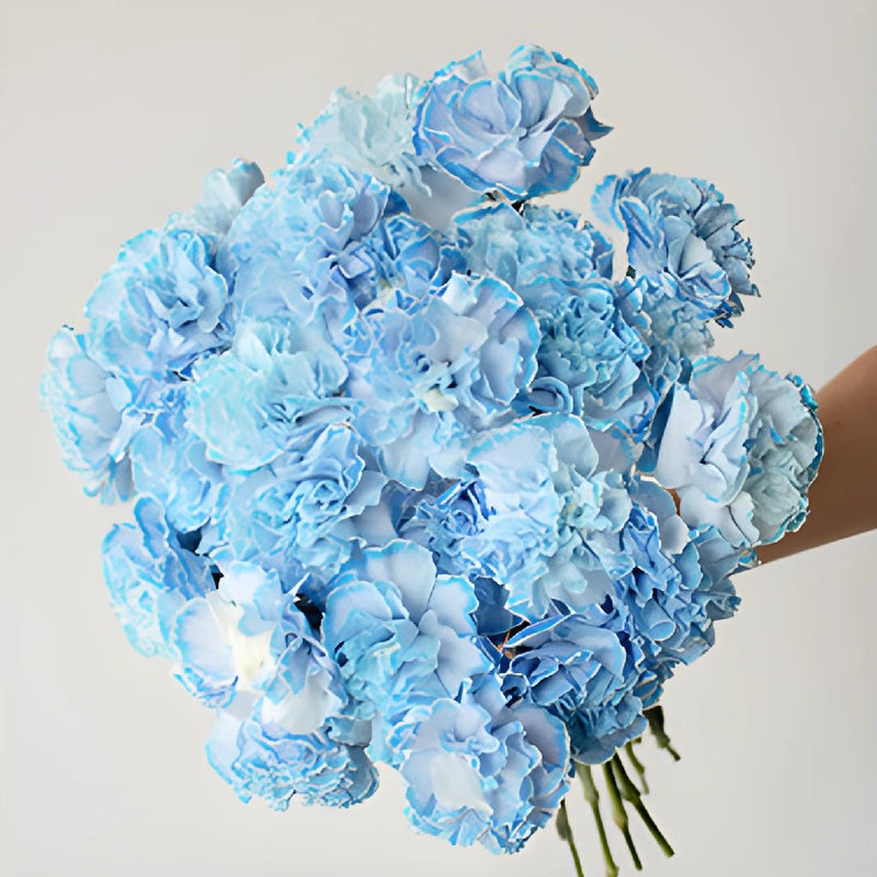 White Blue Tinted Elite Carnation Flower In a hand