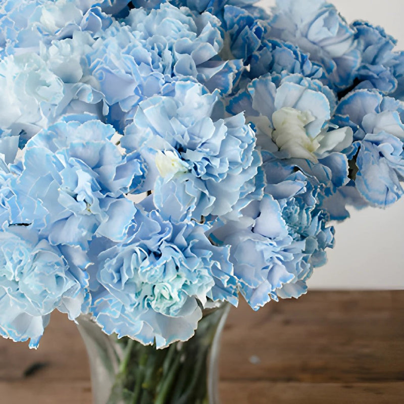 White Blue Tinted Elite Carnations in a vase Close Up