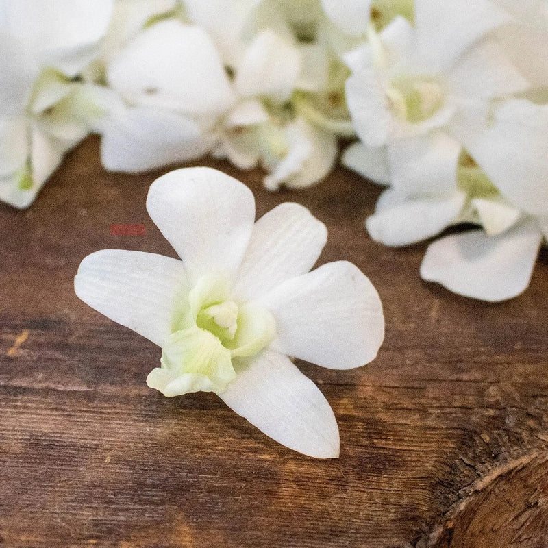 Orchids White Wholesale Flower Up Close