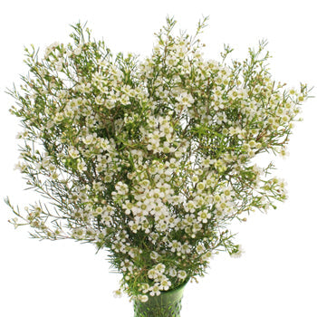 White Wax Flower May 16th to November 30th Delivery