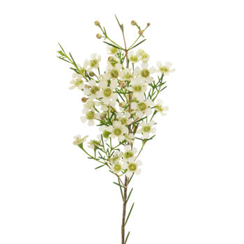 White Wax Flower May 16th to November 30th Delivery