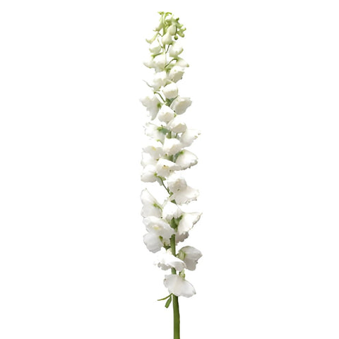 Delphinium White River Wholesale Flower Stem