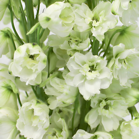 White River Delphinium Wholesale Flower Up close