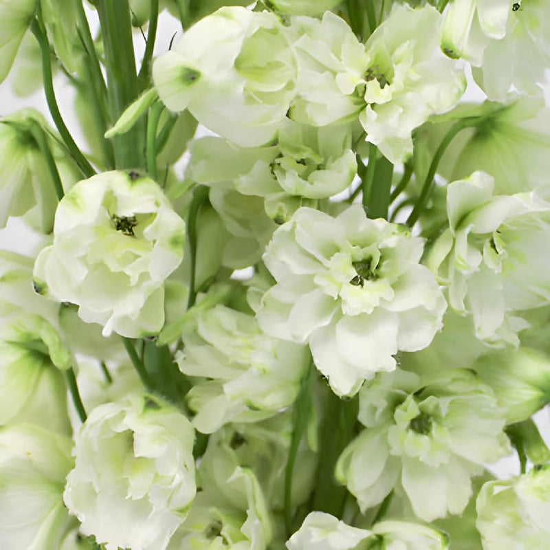 White River Delphinium Wholesale Flower Up close