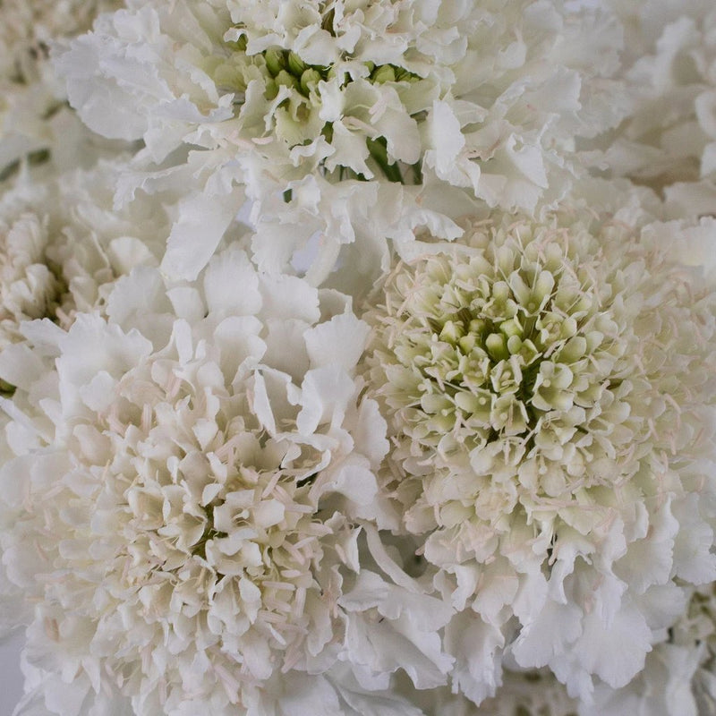 White Scabiosa Flower Up Close