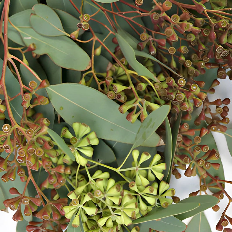 Willow Seeded Eucalyptus Wholesale Greenery Up Close