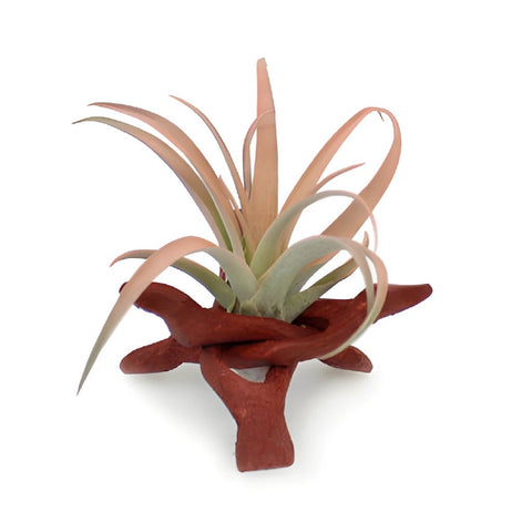 Air Plant Camp Out Centerpieces