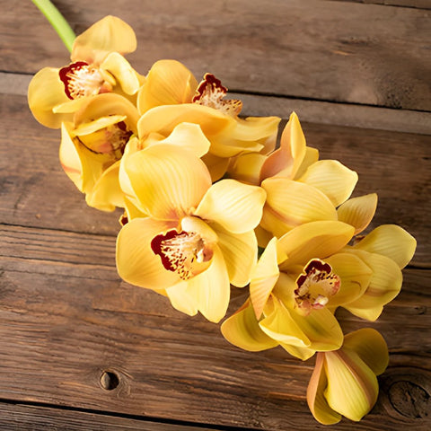 Yellow Cymbidium Orchids Overnight