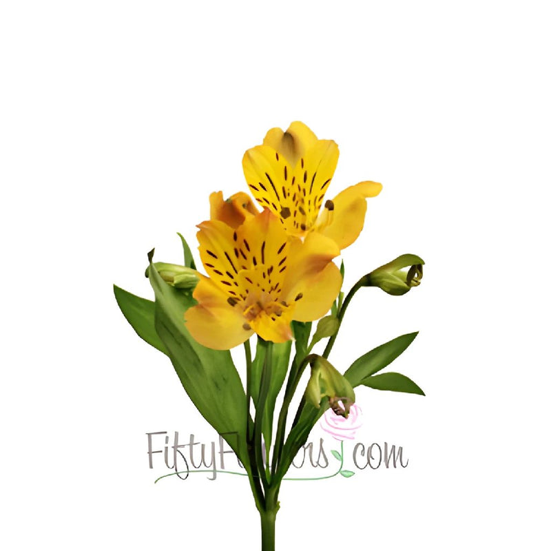 Yellow Peach alstroemeria Wholesale Flower Stem