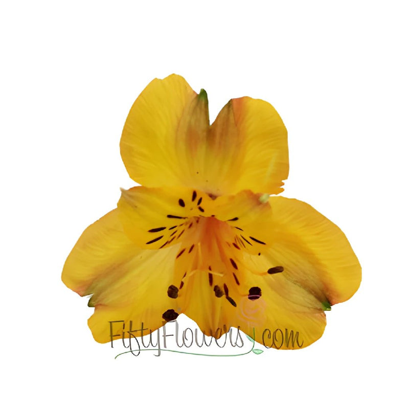 Yellow Peach alstroemeria Wholesale Bloom